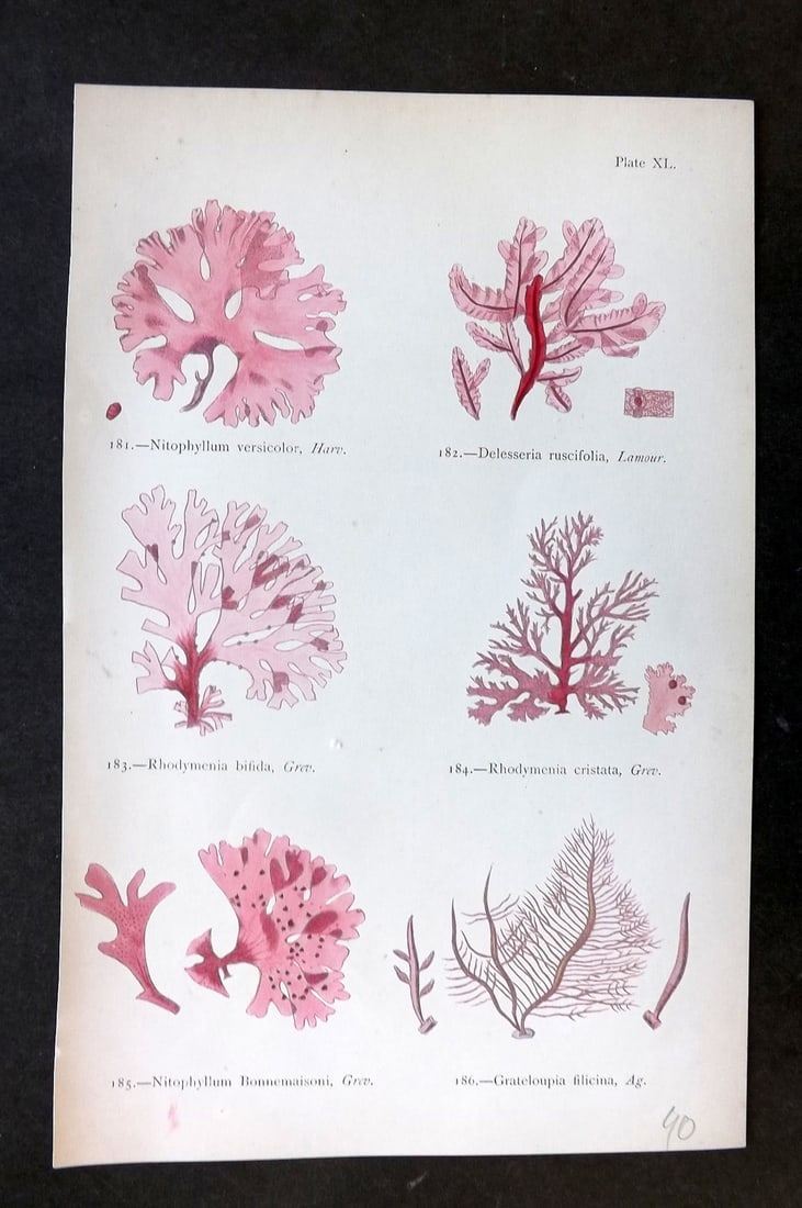 Gatty, Mrs Alfred 1872 Antique Seaweed Print. Nitophyllum, Delesseria, Rhodymenia, Grateluopia 40: Woodblock Published 1872, London for "British Sea-Weeds. Drawn From Professor Harvey's 'Phycologia Britannica'" by Mrs Alfred Gatty. Printed in colours, some plates with additional hand colour. Paper