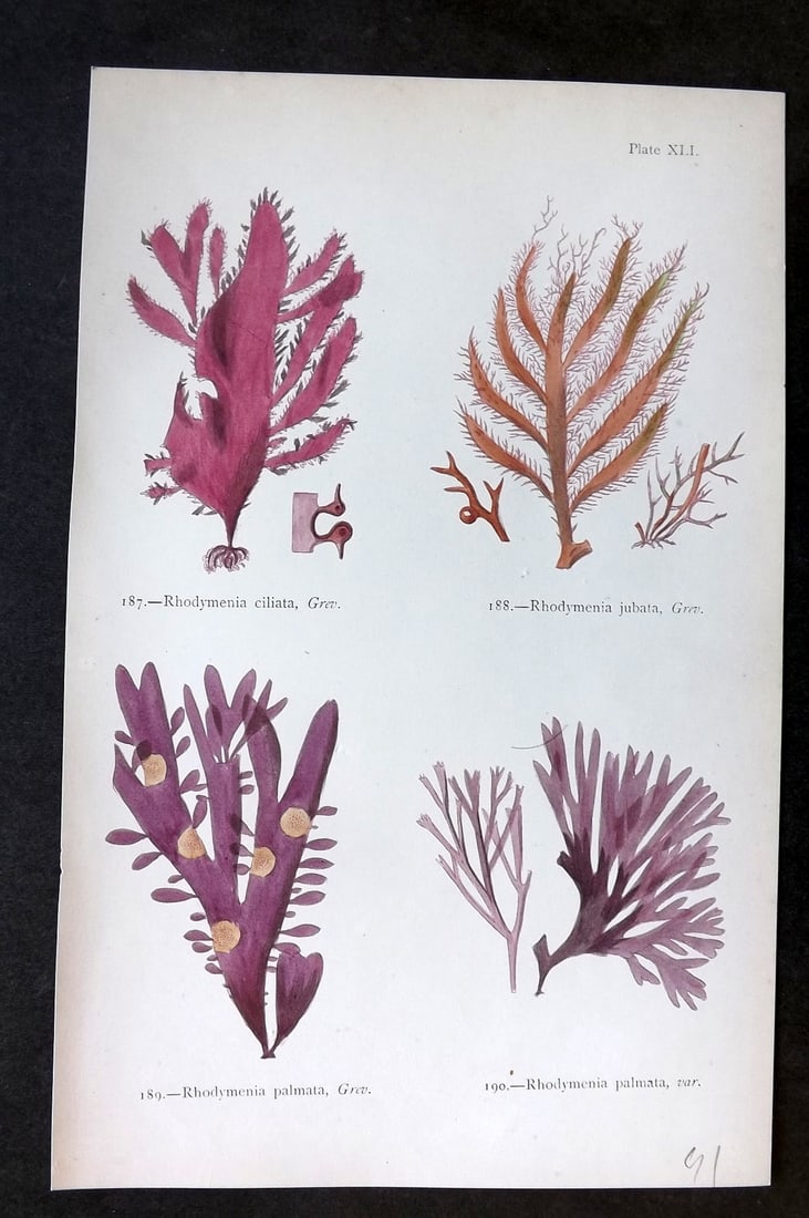 Gatty, Mrs Alfred 1872 Antique Seaweed Print. Rhodymenia 41: Woodblock Published 1872, London for "British Sea-Weeds. Drawn From Professor Harvey's 'Phycologia Britannica'" by Mrs Alfred Gatty. Printed in colours, some plates with additional hand colour. Paper