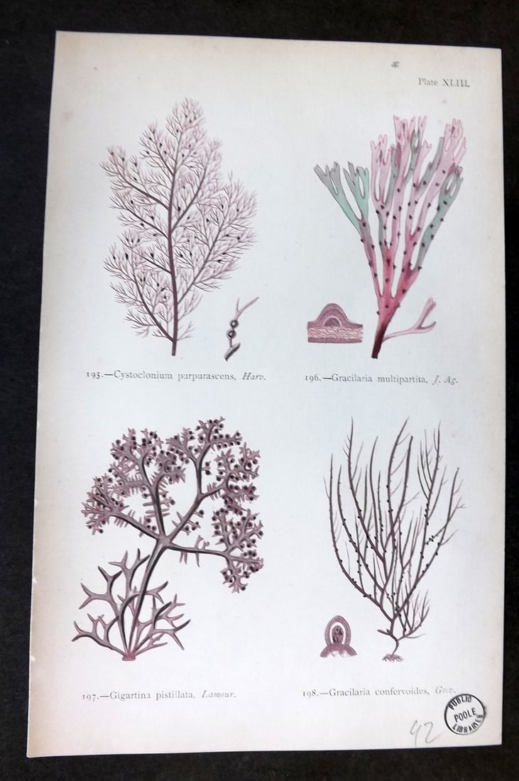 Gatty, Mrs Alfred 1872 Antique Seaweed Print. Cystoclonium, Girgartina, Gracilaria, Gigartina 43: Woodblock Published 1872, London for "British Sea-Weeds. Drawn From Professor Harvey's 'Phycologia Britannica'" by Mrs Alfred Gatty. Printed in colours, some plates with additional hand colour. Paper
