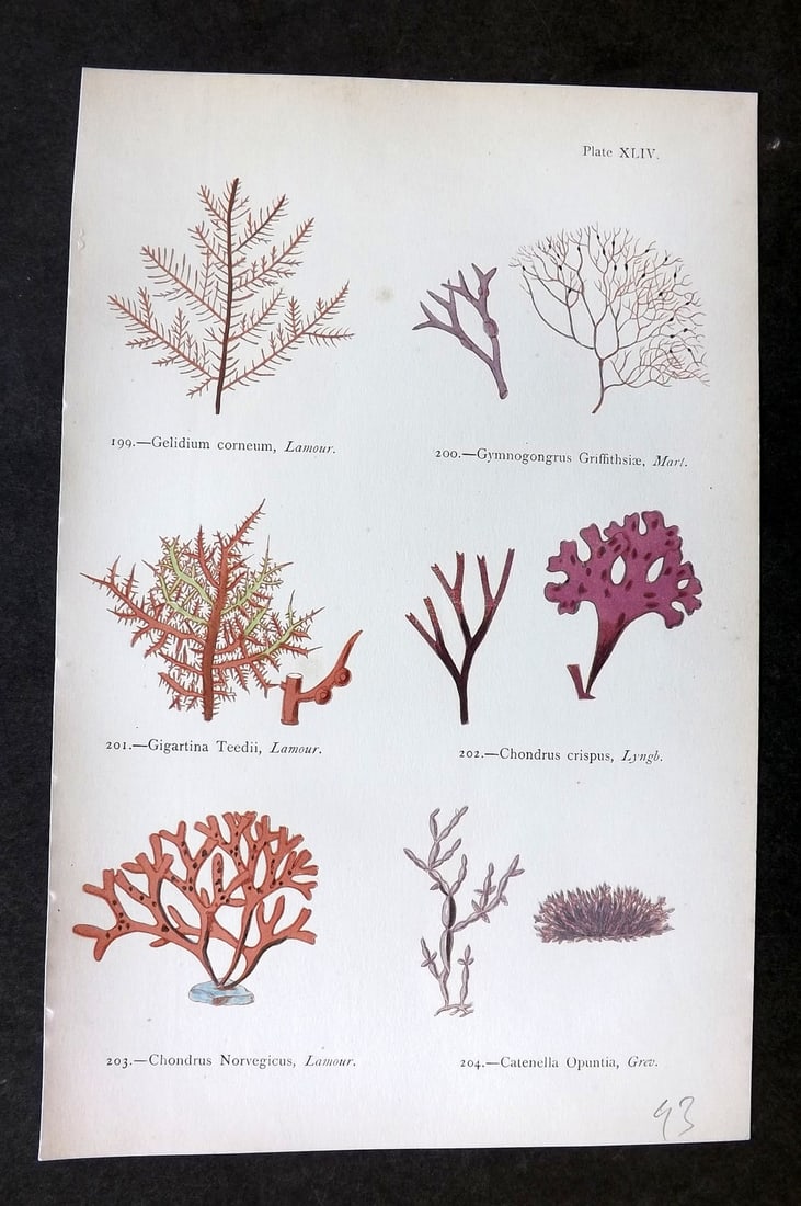 Gatty, Mrs Alfred 1872 Antique Seaweed Print. Gelidium, Gymnogongrus, Gigartina, Chondrus, Catenella: Woodblock Published 1872, London for "British Sea-Weeds. Drawn From Professor Harvey's 'Phycologia Britannica'" by Mrs Alfred Gatty. Printed in colours, some plates with additional hand colour. Paper