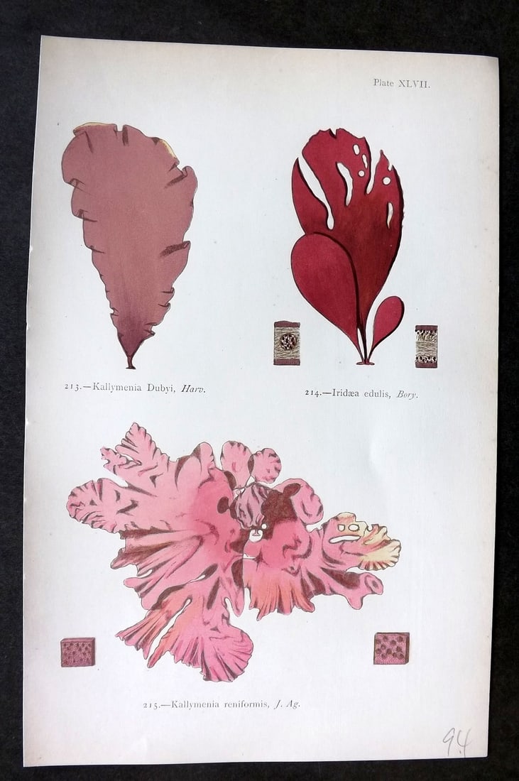 Gatty, Mrs Alfred 1872 Antique Seaweed Print. Kallymenia, Iridaea, Kallymenia 47: Woodblock Published 1872, London for "British Sea-Weeds. Drawn From Professor Harvey's 'Phycologia Britannica'" by Mrs Alfred Gatty. Printed in colours, some plates with additional hand colour. Paper