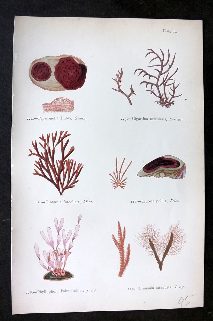 Gatty, Mrs Alfred 1872 Antique Seaweed Print Peyssonelia, Gigartina, Ginannia, Cruoria, Phyllophora,: Woodblock Published 1872, London for "British Sea-Weeds. Drawn From Professor Harvey's 'Phycologia Britannica'" by Mrs Alfred Gatty. Printed in colours, some plates with additional hand colour. Paper