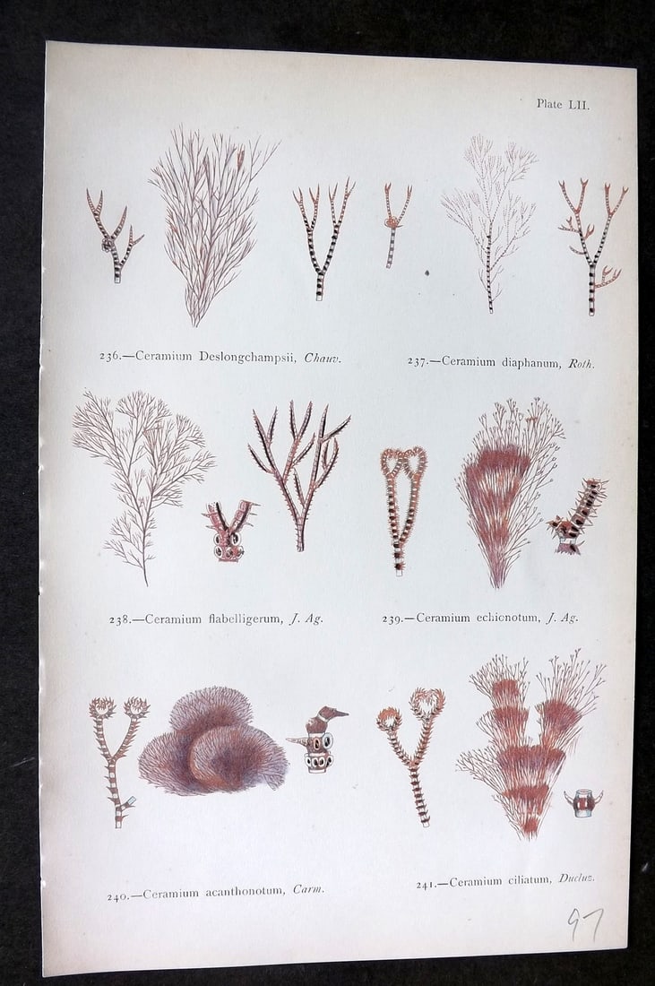 Gatty, Mrs Alfred 1872 Antique Seaweed Print. Ceramium 52: Woodblock Published 1872, London for "British Sea-Weeds. Drawn From Professor Harvey's 'Phycologia Britannica'" by Mrs Alfred Gatty. Printed in colours, some plates with additional hand colour. Paper