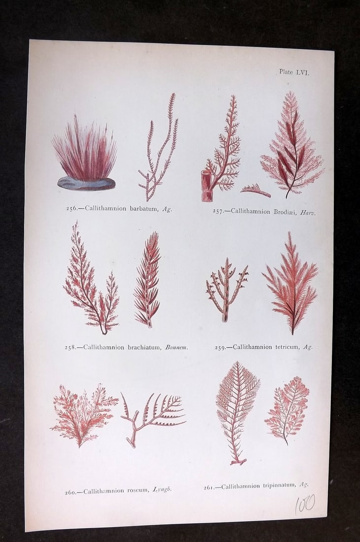 Gatty, Mrs Alfred 1872 Antique Seaweed Print. Callithamnion 56: Woodblock Published 1872, London for "British Sea-Weeds. Drawn From Professor Harvey's 'Phycologia Britannica'" by Mrs Alfred Gatty. Printed in colours, some plates with additional hand colour. Paper