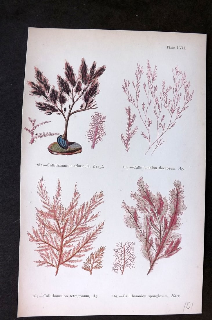 Gatty, Mrs Alfred 1872 Antique Seaweed Print. Callithamnion 57: Woodblock Published 1872, London for "British Sea-Weeds. Drawn From Professor Harvey's 'Phycologia Britannica'" by Mrs Alfred Gatty. Printed in colours, some plates with additional hand colour. Paper