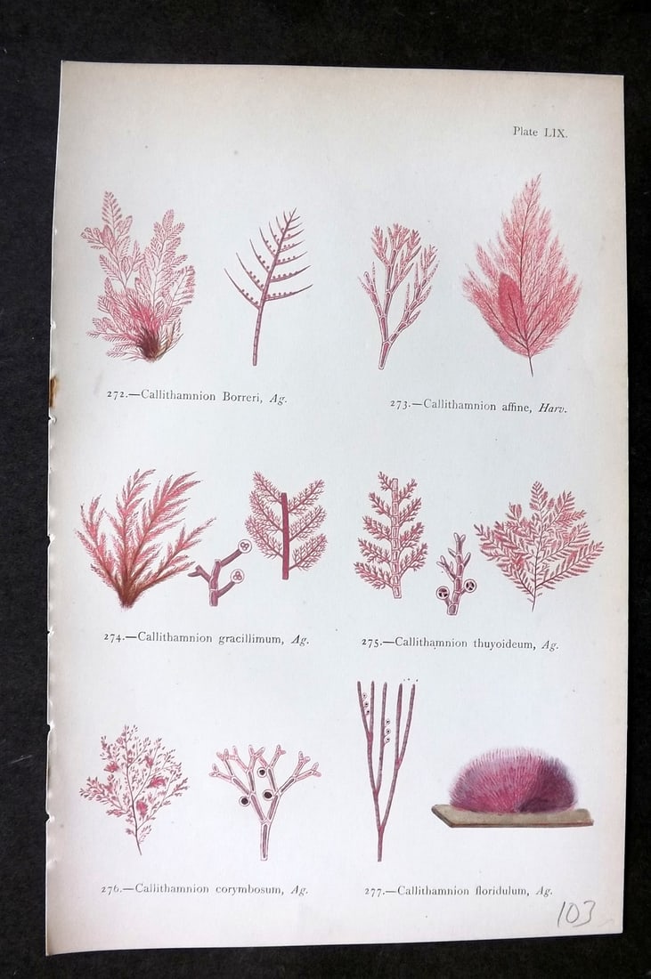 Gatty, Mrs Alfred 1872 Antique Seaweed Print. Callithamnion 59: Woodblock Published 1872, London for "British Sea-Weeds. Drawn From Professor Harvey's 'Phycologia Britannica'" by Mrs Alfred Gatty. Printed in colours, some plates with additional hand colour. Paper