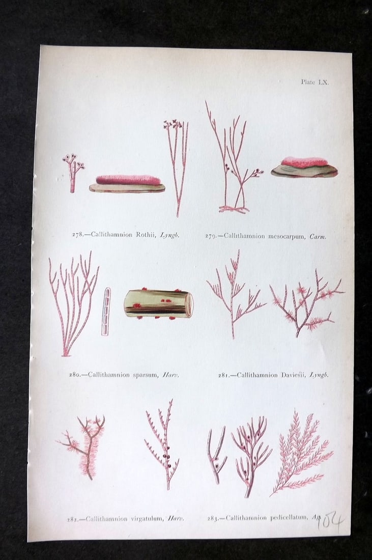 Gatty, Mrs Alfred 1872 Antique Seaweed Print. Callithamnion 60: Woodblock Published 1872, London for "British Sea-Weeds. Drawn From Professor Harvey's 'Phycologia Britannica'" by Mrs Alfred Gatty. Printed in colours, some plates with additional hand colour. Paper