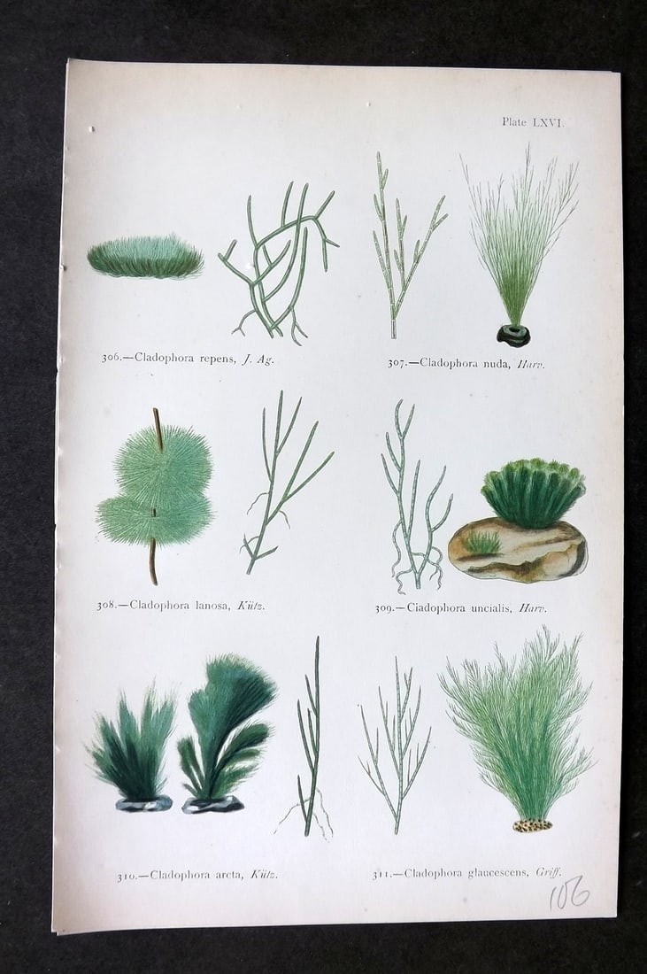 Gatty, Mrs Alfred 1872 Antique Seaweed Print. Cladophora 66: Woodblock Published 1872, London for "British Sea-Weeds. Drawn From Professor Harvey's 'Phycologia Britannica'" by Mrs Alfred Gatty. Printed in colours, some plates with additional hand colour. Paper