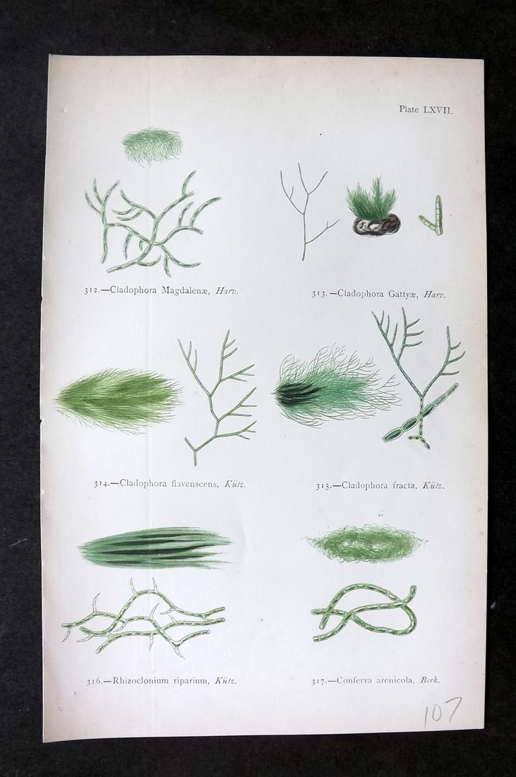 Gatty, Mrs Alfred 1872 Antique Seaweed Print. Cladophora, Rhizoclonium, Conferva 67: Woodblock Published 1872, London for "British Sea-Weeds. Drawn From Professor Harvey's 'Phycologia Britannica'" by Mrs Alfred Gatty. Printed in colours, some plates with additional hand colour. Paper