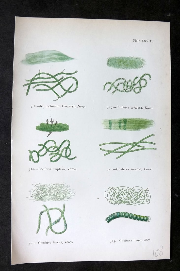 Gatty, Mrs Alfred 1872 Antique Seaweed Print. Rhizoclonium, Conferva 68: Woodblock Published 1872, London for "British Sea-Weeds. Drawn From Professor Harvey's 'Phycologia Britannica'" by Mrs Alfred Gatty. Printed in colours, some plates with additional hand colour. Paper