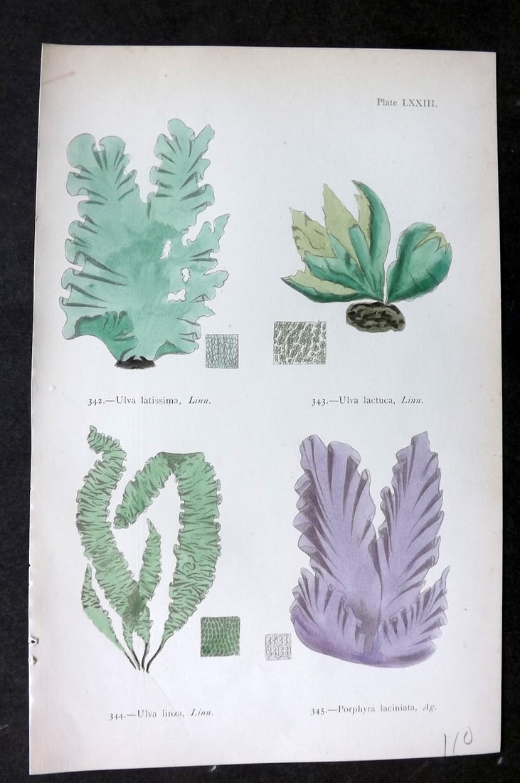 Gatty, Mrs Alfred 1872 Antique Seaweed Print. Ulva, Porphyra 73: Woodblock Published 1872, London for "British Sea-Weeds. Drawn From Professor Harvey's 'Phycologia Britannica'" by Mrs Alfred Gatty. Printed in colours, some plates with additional hand colour. Paper