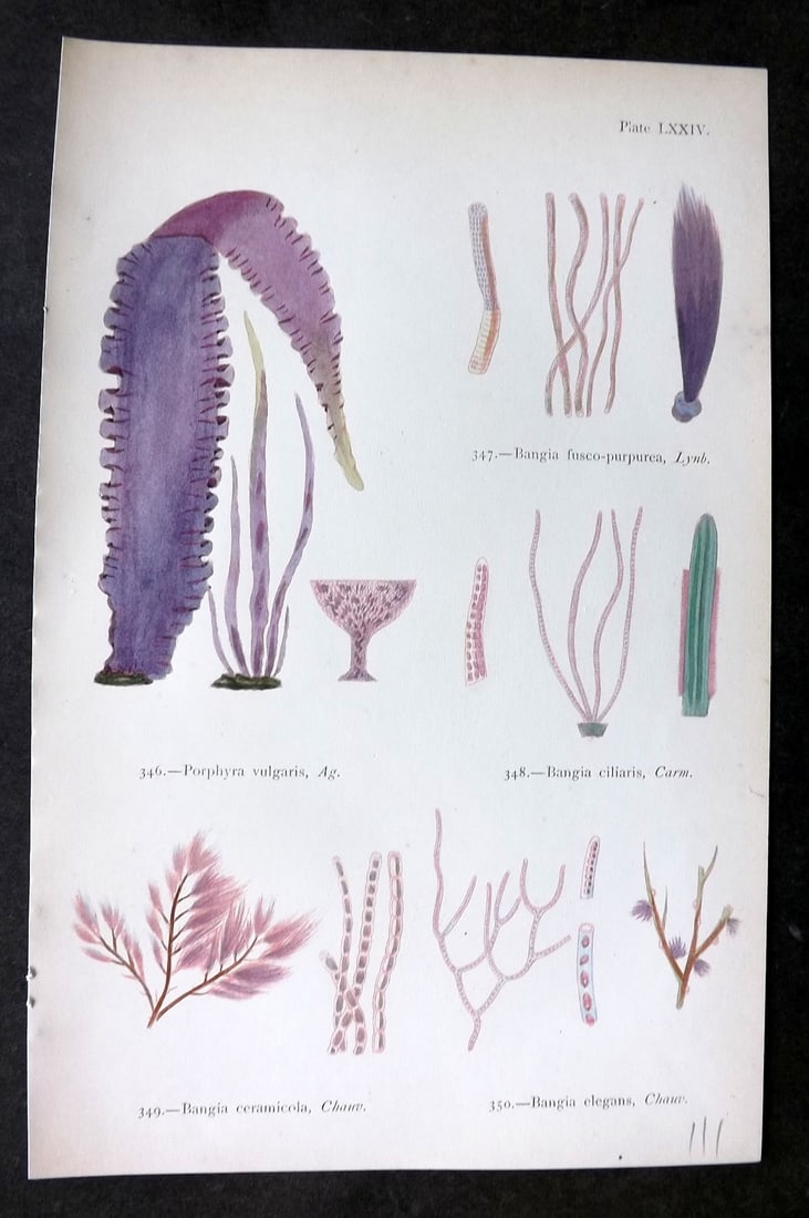 Gatty, Mrs Alfred 1872 Antique Seaweed Print. Porphyra, Bangia 74: Woodblock Published 1872, London for "British Sea-Weeds. Drawn From Professor Harvey's 'Phycologia Britannica'" by Mrs Alfred Gatty. Printed in colours, some plates with additional hand colour. Paper