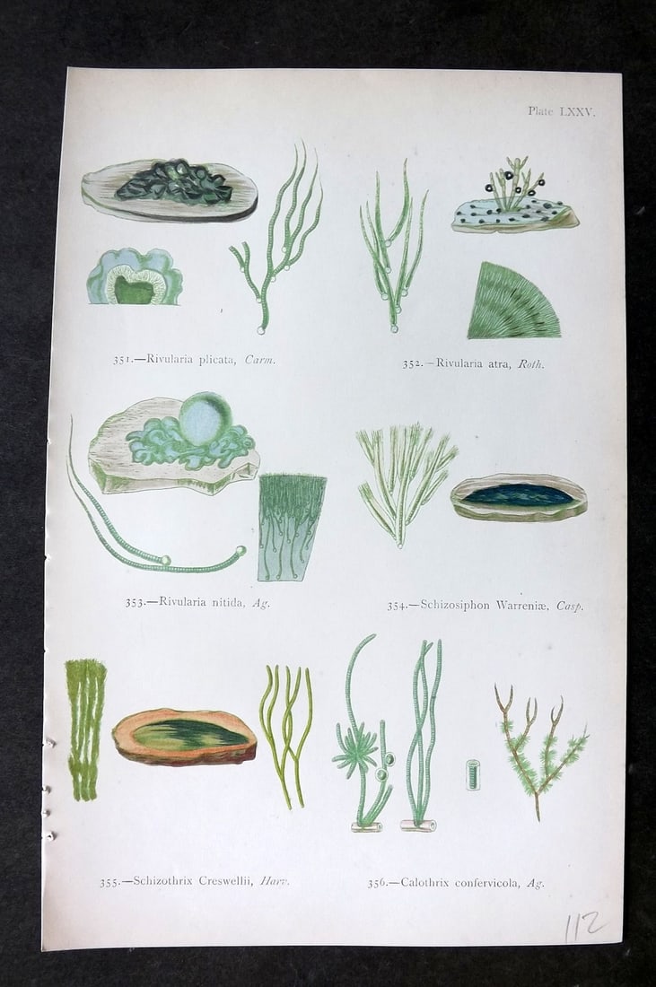 Gatty, Mrs Alfred 1872 Antique Seaweed Print. Rivularia, Schizosiphon, Schizothrix, Calothrix 75: Woodblock Published 1872, London for "British Sea-Weeds. Drawn From Professor Harvey's 'Phycologia Britannica'" by Mrs Alfred Gatty. Printed in colours, some plates with additional hand colour. Paper