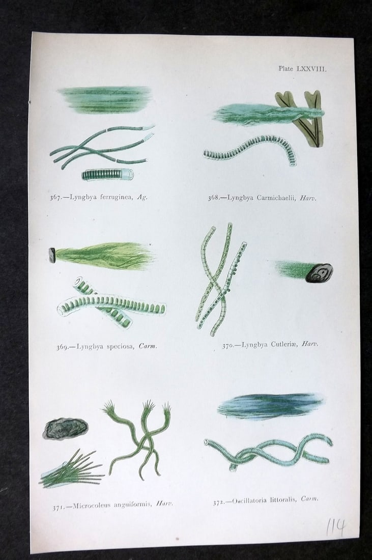 Gatty, Mrs Alfred 1872 Antique Seaweed Print. Lyngbya, Microcoleus, Oscillatoria 78: Woodblock Published 1872, London for "British Sea-Weeds. Drawn From Professor Harvey's 'Phycologia Britannica'" by Mrs Alfred Gatty. Printed in colours, some plates with additional hand colour. Paper