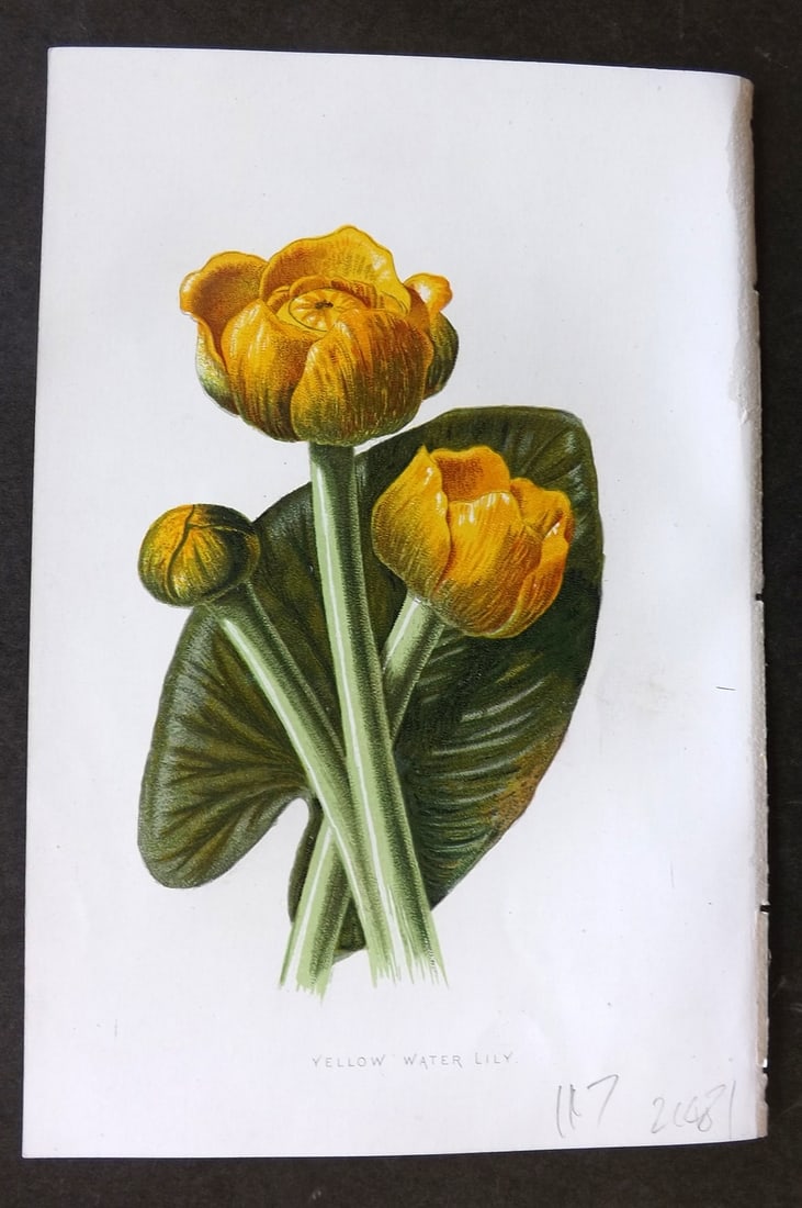 Hulme, Edward 1878 First Edition Botanical Print. Yellow Water Lily: Chromolithographs Published C1880, London for "Familiar Garden Flowers" First Edition by F. Edward Hulme & Shirley Hibberd. Paper Size: 7.5 x 5 inch (19 x 13cm) Right margin with surface paper loss, o