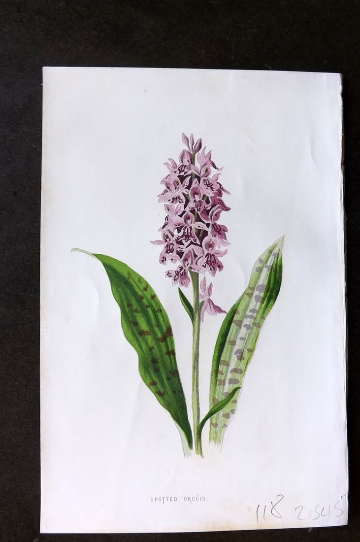 Hulme, Edward 1878 First Edition Botanical Print. Spotted Orchis Orchid: Chromolithographs Published C1880, London for "Familiar Garden Flowers" First Edition by F. Edward Hulme & Shirley Hibberd. Paper Size: 7.5 x 5 inch (19 x 13cm) Right margin with surface paper loss, o