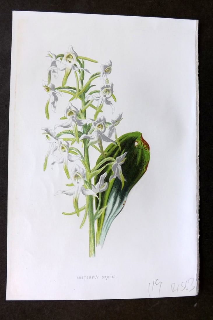 Hulme, Edward 1878 First Edition Botanical Print. Butterfly Orchis Orchid: Chromolithographs Published C1880, London for "Familiar Garden Flowers" First Edition by F. Edward Hulme & Shirley Hibberd. Paper Size: 7.5 x 5 inch (19 x 13cm) Right margin with surface paper loss, o