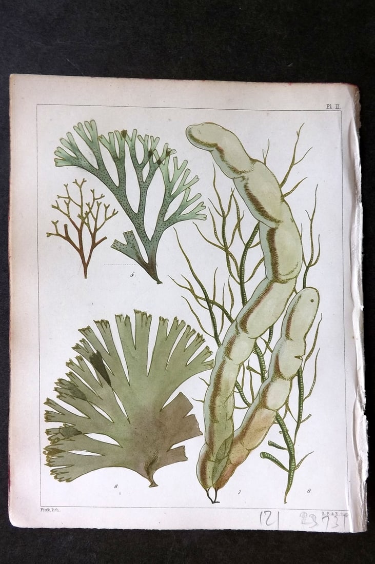 Landsborough, Davd 1851 Hand Col Seaweed Print. Dictyota, Cutleri, Asperococcus 02: Hand Coloured Lithograph Published 1851, London for "A Popular History of British Sea-Weeds?" by the Rev. David Landsborough. Paper Size: 6 x 5 inch (16 x 13cm) Good Condition