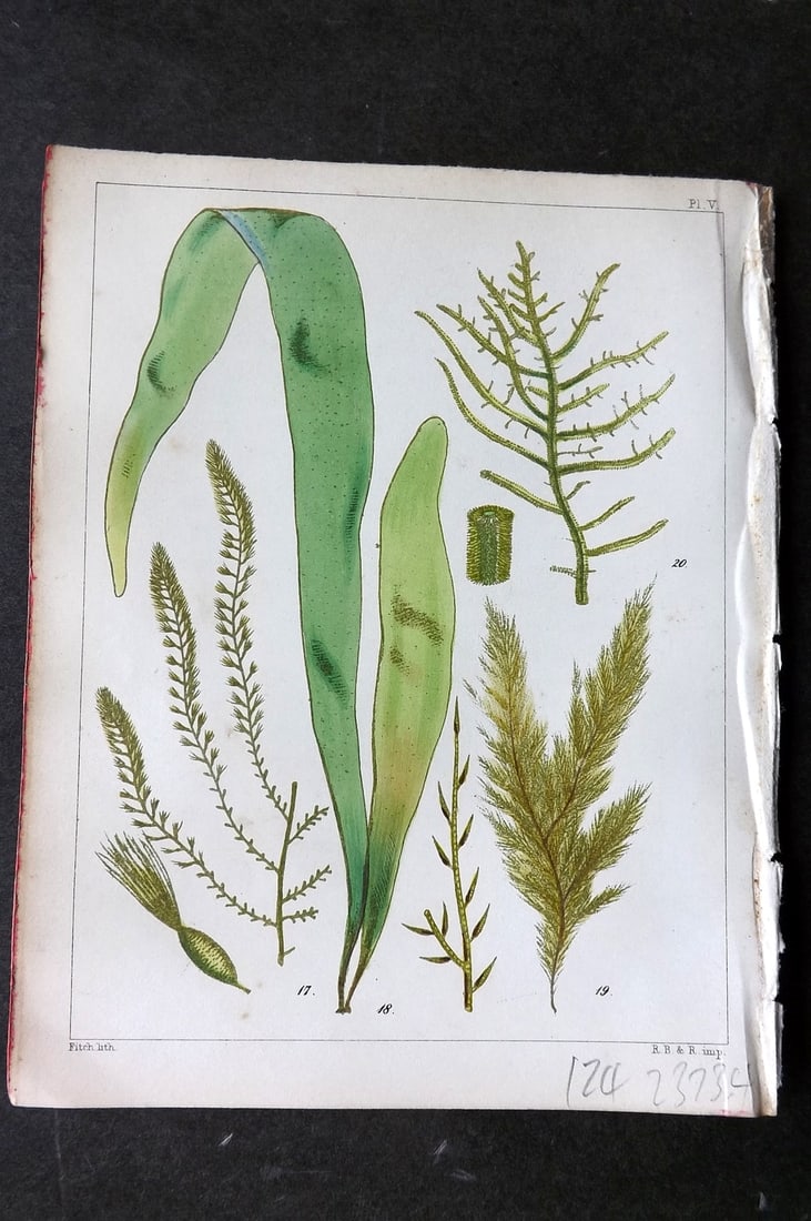 Landsborough, Davd 1851 Hand Col Seaweed Print Sporochnus, Asperococcus, Ectocarpus 05: Hand Coloured Lithograph Published 1851, London for "A Popular History of British Sea-Weeds?" by the Rev. David Landsborough. Paper Size: 6 x 5 inch (16 x 13cm) Good Condition