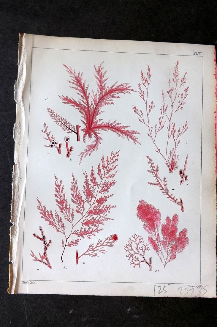 Landsborough, Davd 1851 Hand Col Seaweed Print. Callithamnion, Seirospora 06: Hand Coloured Lithograph Published 1851, London for "A Popular History of British Sea-Weeds?" by the Rev. David Landsborough. Paper Size: 6 x 5 inch (16 x 13cm) Good Condition