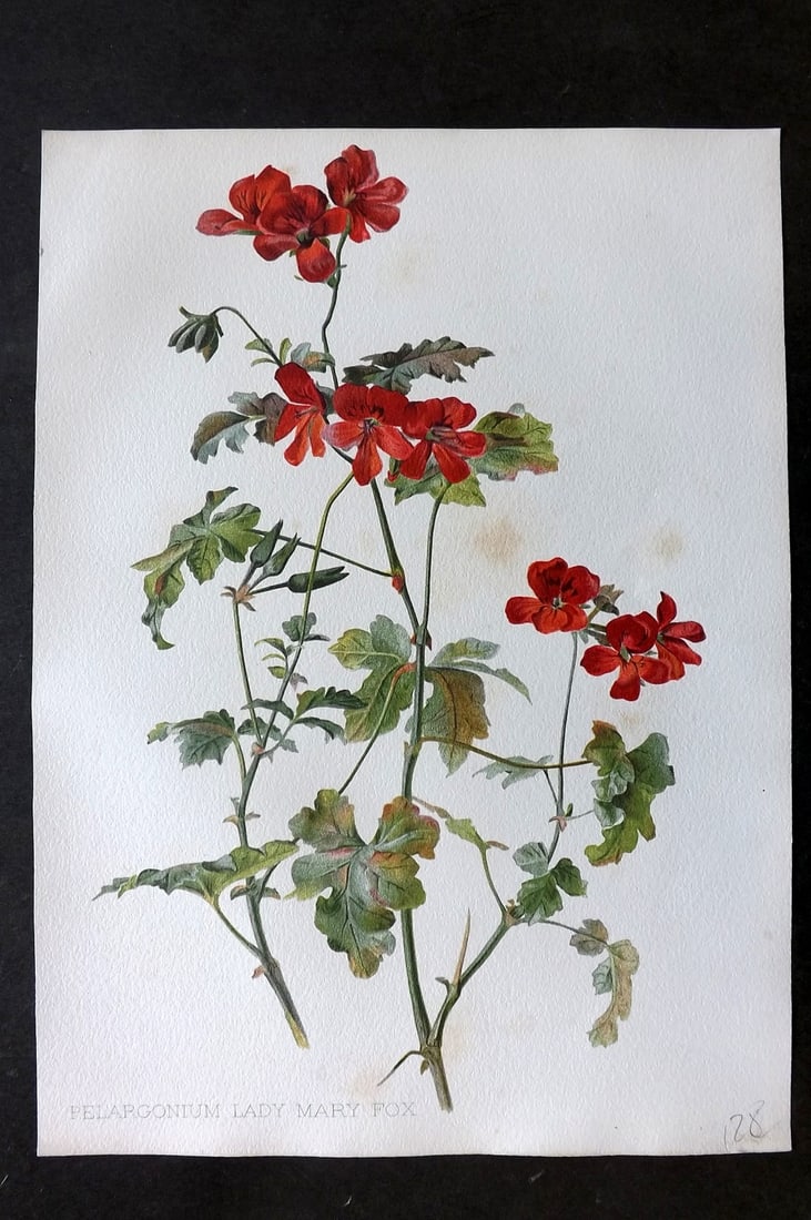 Moon, H. G. 1905 Botanical Print. Pelargonium Lady Mary Fox: Chromolithograph Published 1903-05, London for "Flora and Sylva" Illustrated by H. G. Moon. Paper Size: 12 x 9 inch (30 x 23cm) Good Condition