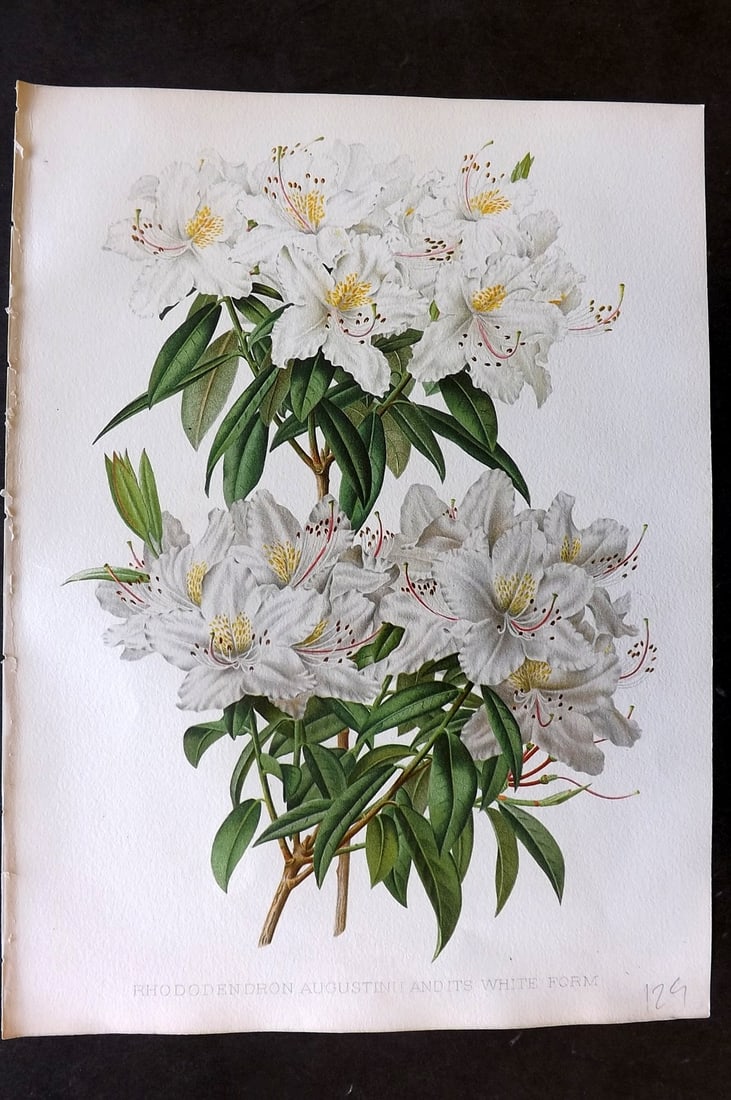 Moon, H. G. 1905 Botanical Print. Rhododendron Augustinii and its White Form: Chromolithograph Published 1903-05, London for "Flora and Sylva" Illustrated by H. G. Moon. Paper Size: 12 x 9 inch (30 x 23cm) Good Condition