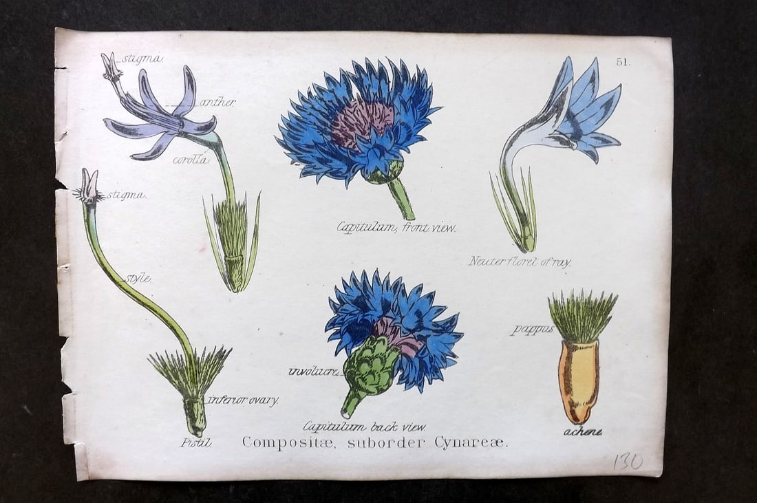 Oliver & Fitch 1874 Hand Col Botanical Print Compositae Sub-order Cynareae 51: Hand Colored Lithograph Published 1874, London for "Illustrations of the Principal Natural Orders of The Vegetable Kingdom" First and best Edition by Professor Oliver. Illustrated by Walter Hood Fitch