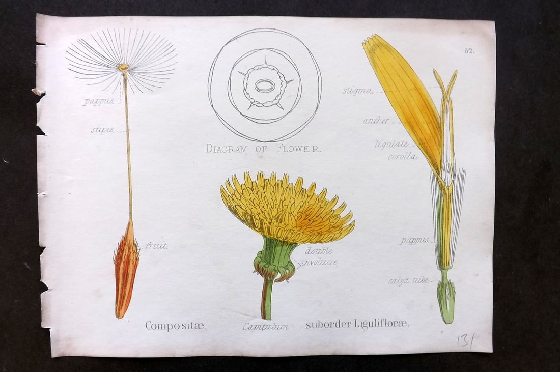 Oliver & Fitch 1874 Hand Col Botanical Print Compositae Sub-order Liguliflorae 52: Hand Colored Lithograph Published 1874, London for "Illustrations of the Principal Natural Orders of The Vegetable Kingdom" First and best Edition by Professor Oliver. Illustrated by Walter Hood Fitch