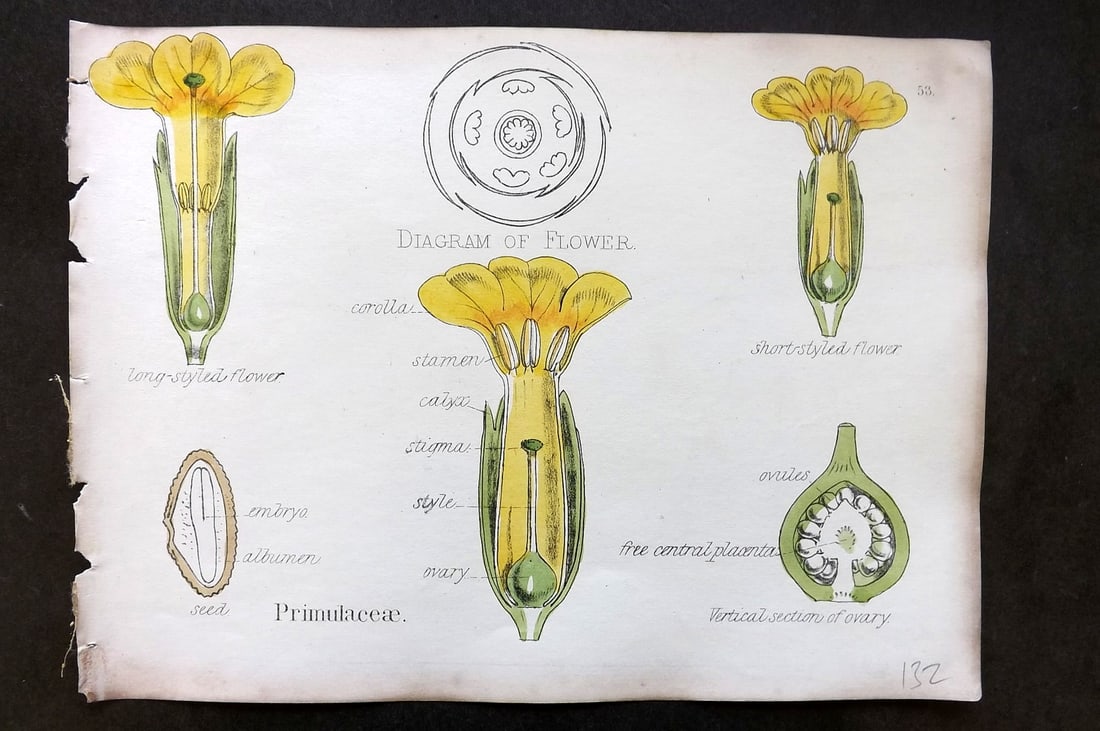 Oliver & Fitch 1874 Hand Col Botanical Print Primulaceae 53: Hand Colored Lithograph Published 1874, London for "Illustrations of the Principal Natural Orders of The Vegetable Kingdom" First and best Edition by Professor Oliver. Illustrated by Walter Hood Fitch