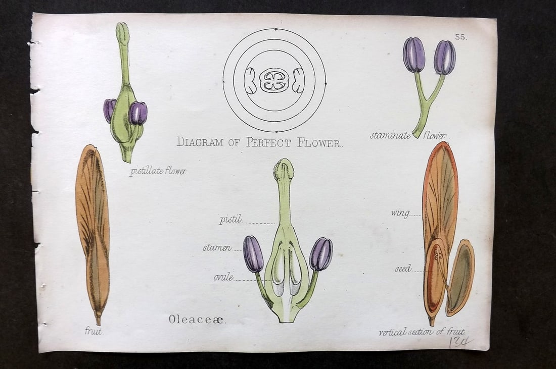 Oliver & Fitch 1874 Hand Col Botanical Print Oleaceae 55: Hand Colored Lithograph Published 1874, London for "Illustrations of the Principal Natural Orders of The Vegetable Kingdom" First and best Edition by Professor Oliver. Illustrated by Walter Hood Fitch