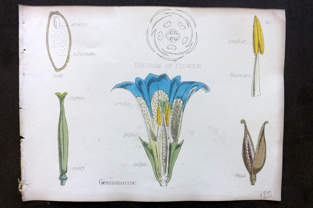 Oliver & Fitch 1874 Hand Col Botanical Print Gentianaceae 56: Hand Colored Lithograph Published 1874, London for "Illustrations of the Principal Natural Orders of The Vegetable Kingdom" First and best Edition by Professor Oliver. Illustrated by Walter Hood Fitch