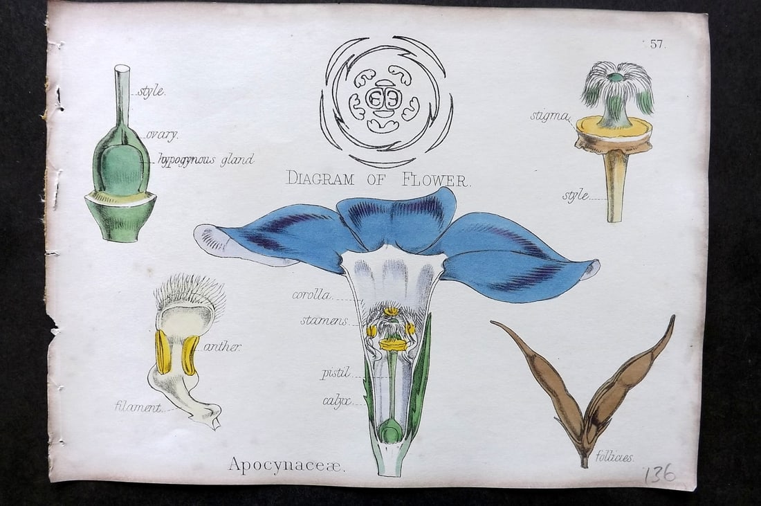 Oliver & Fitch 1874 Hand Col Botanical Print Apocynaceae 57: Hand Colored Lithograph Published 1874, London for "Illustrations of the Principal Natural Orders of The Vegetable Kingdom" First and best Edition by Professor Oliver. Illustrated by Walter Hood Fitch