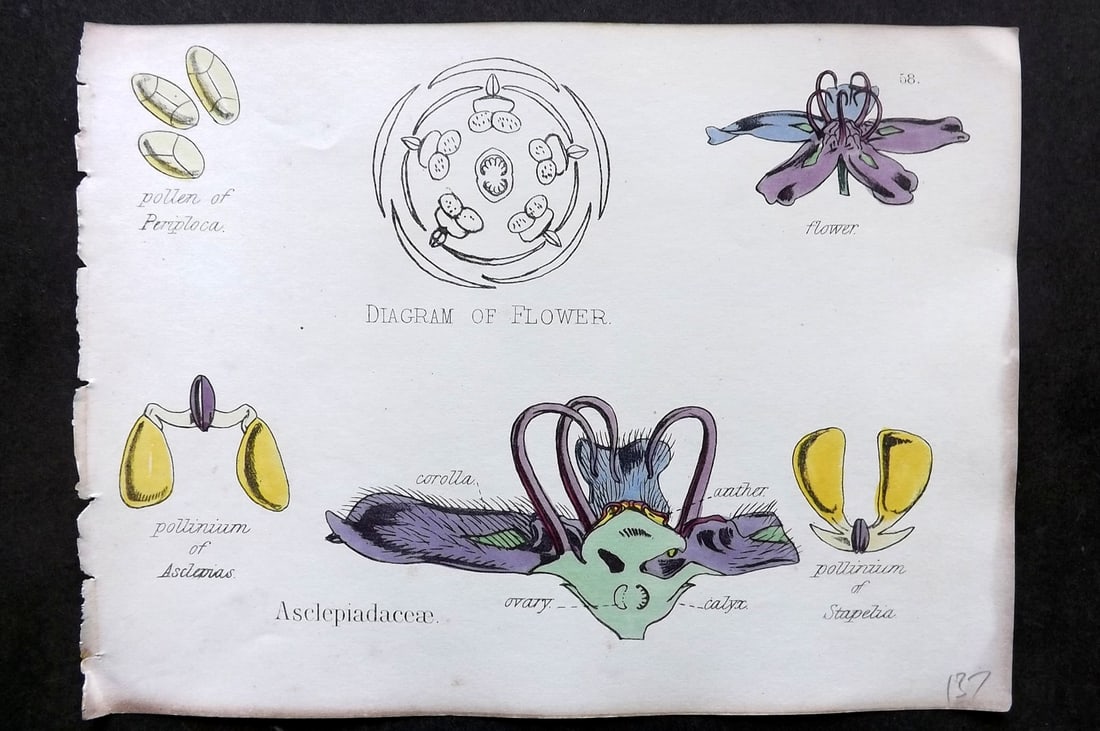 Oliver & Fitch 1874 Hand Col Botanical Print Asclepiadaceae 58: Hand Colored Lithograph Published 1874, London for "Illustrations of the Principal Natural Orders of The Vegetable Kingdom" First and best Edition by Professor Oliver. Illustrated by Walter Hood Fitch