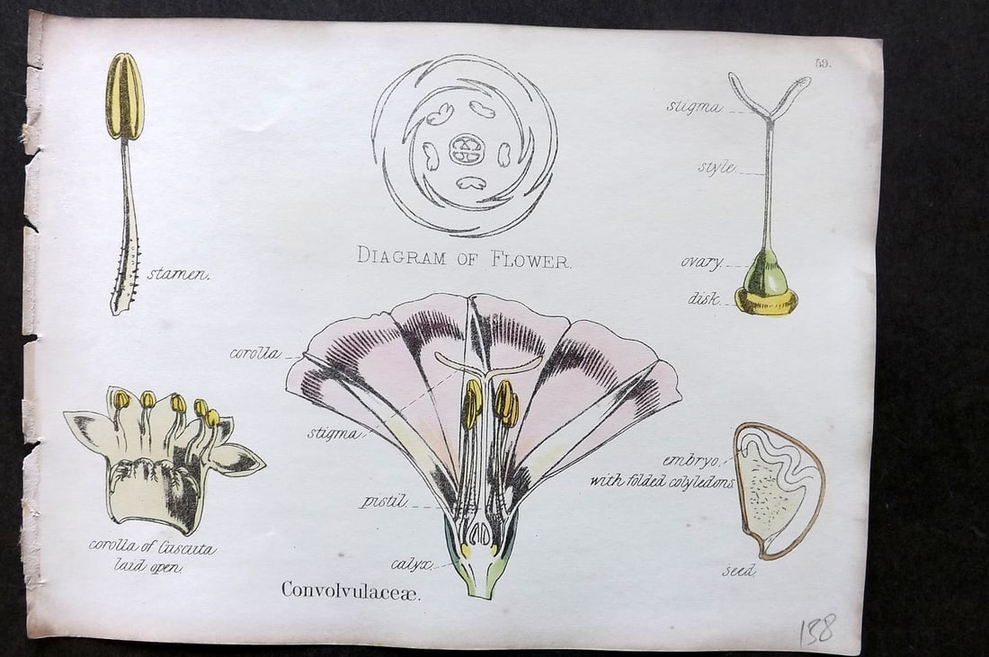Oliver & Fitch 1874 Hand Col Botanical Print Convolvulaceae 59: Hand Colored Lithograph Published 1874, London for "Illustrations of the Principal Natural Orders of The Vegetable Kingdom" First and best Edition by Professor Oliver. Illustrated by Walter Hood Fitch