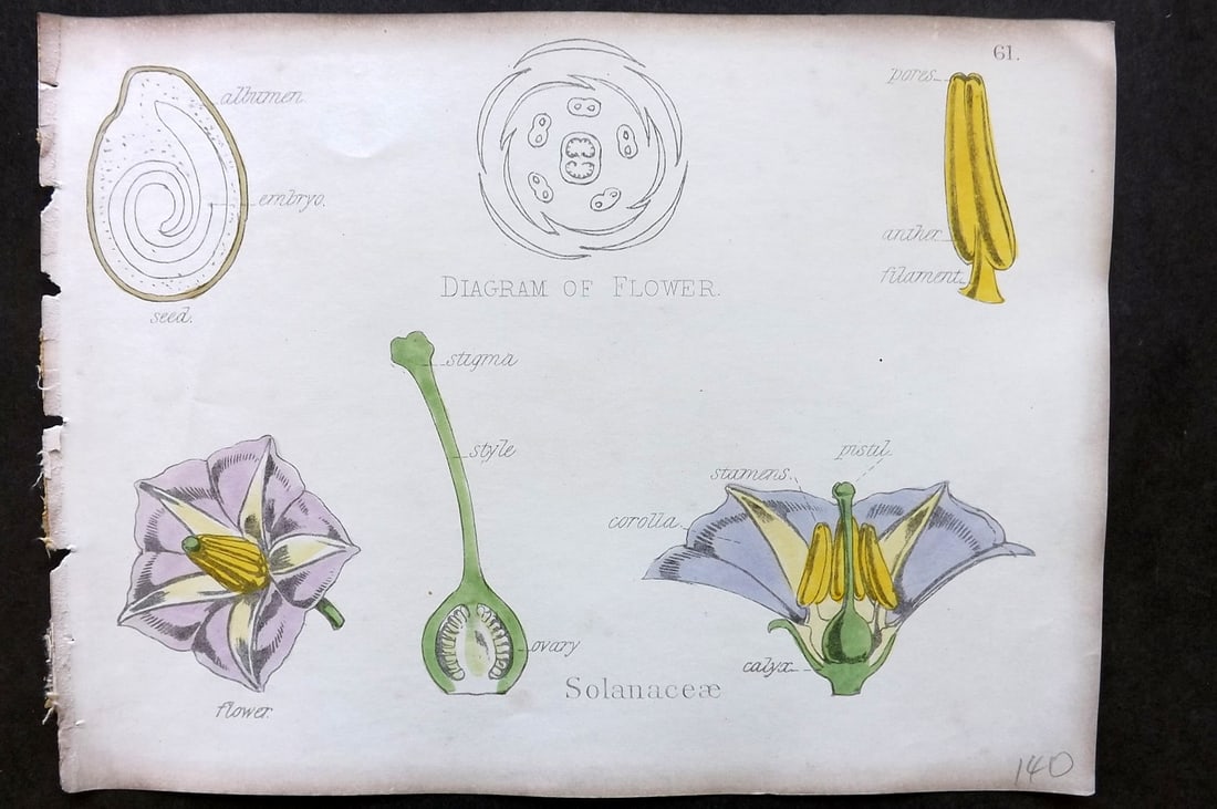 Oliver & Fitch 1874 Hand Col Botanical Print Solanaceae 61: Hand Colored Lithograph Published 1874, London for "Illustrations of the Principal Natural Orders of The Vegetable Kingdom" First and best Edition by Professor Oliver. Illustrated by Walter Hood Fitch
