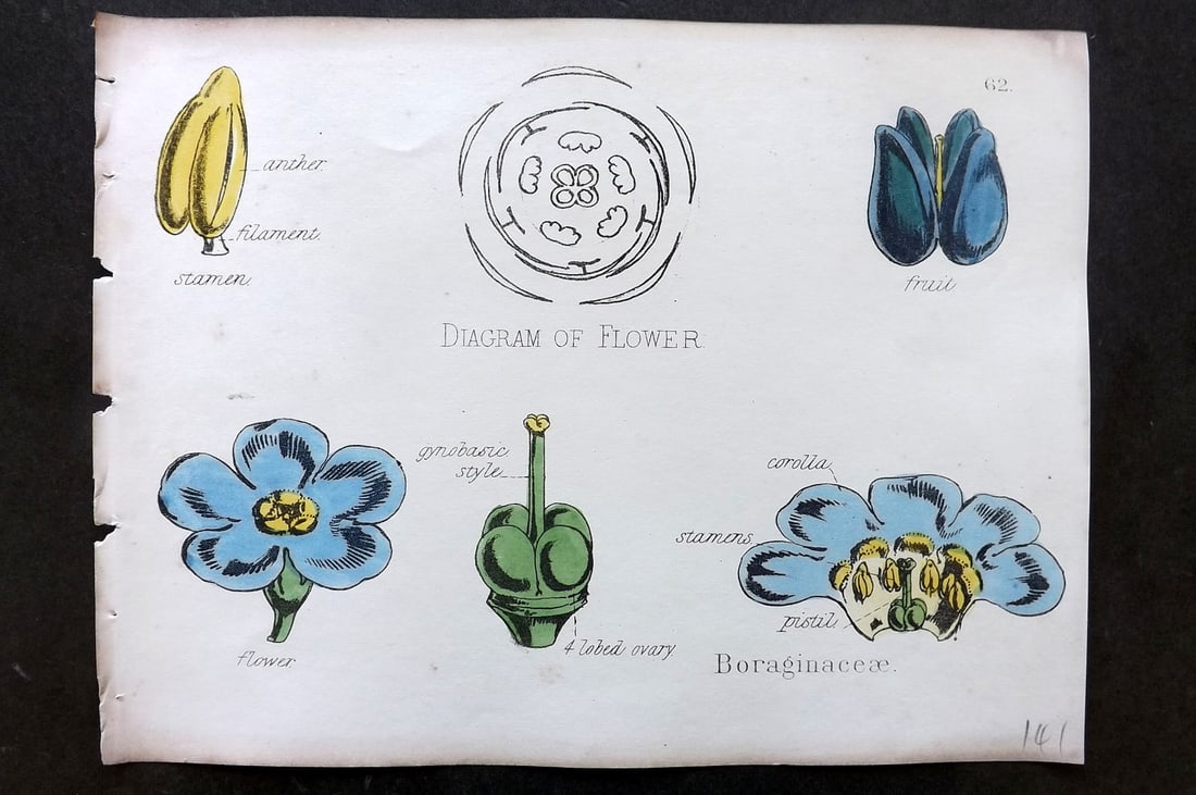 Oliver & Fitch 1874 Hand Col Botanical Print Boraginaceae 62: Hand Colored Lithograph Published 1874, London for "Illustrations of the Principal Natural Orders of The Vegetable Kingdom" First and best Edition by Professor Oliver. Illustrated by Walter Hood Fitch