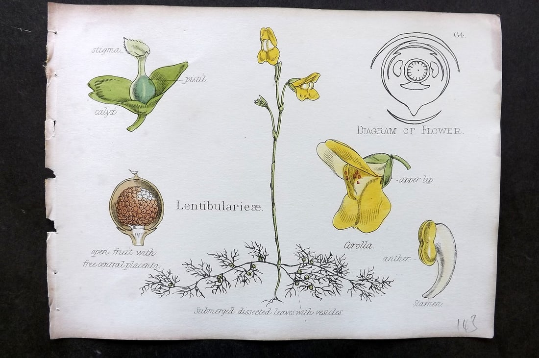 Oliver & Fitch 1874 Hand Col Botanical Print Lentibulariaceae 64: Hand Colored Lithograph Published 1874, London for "Illustrations of the Principal Natural Orders of The Vegetable Kingdom" First and best Edition by Professor Oliver. Illustrated by Walter Hood Fitch