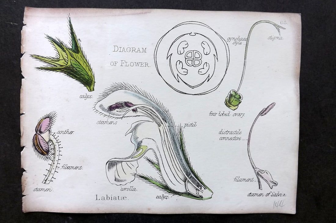 Oliver & Fitch 1874 Hand Col Botanical Print Labiatae 65: Hand Colored Lithograph Published 1874, London for "Illustrations of the Principal Natural Orders of The Vegetable Kingdom" First and best Edition by Professor Oliver. Illustrated by Walter Hood Fitch