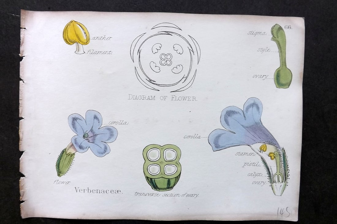 Oliver & Fitch 1874 Hand Col Botanical Print Verbenaceae 66: Hand Colored Lithograph Published 1874, London for "Illustrations of the Principal Natural Orders of The Vegetable Kingdom" First and best Edition by Professor Oliver. Illustrated by Walter Hood Fitch