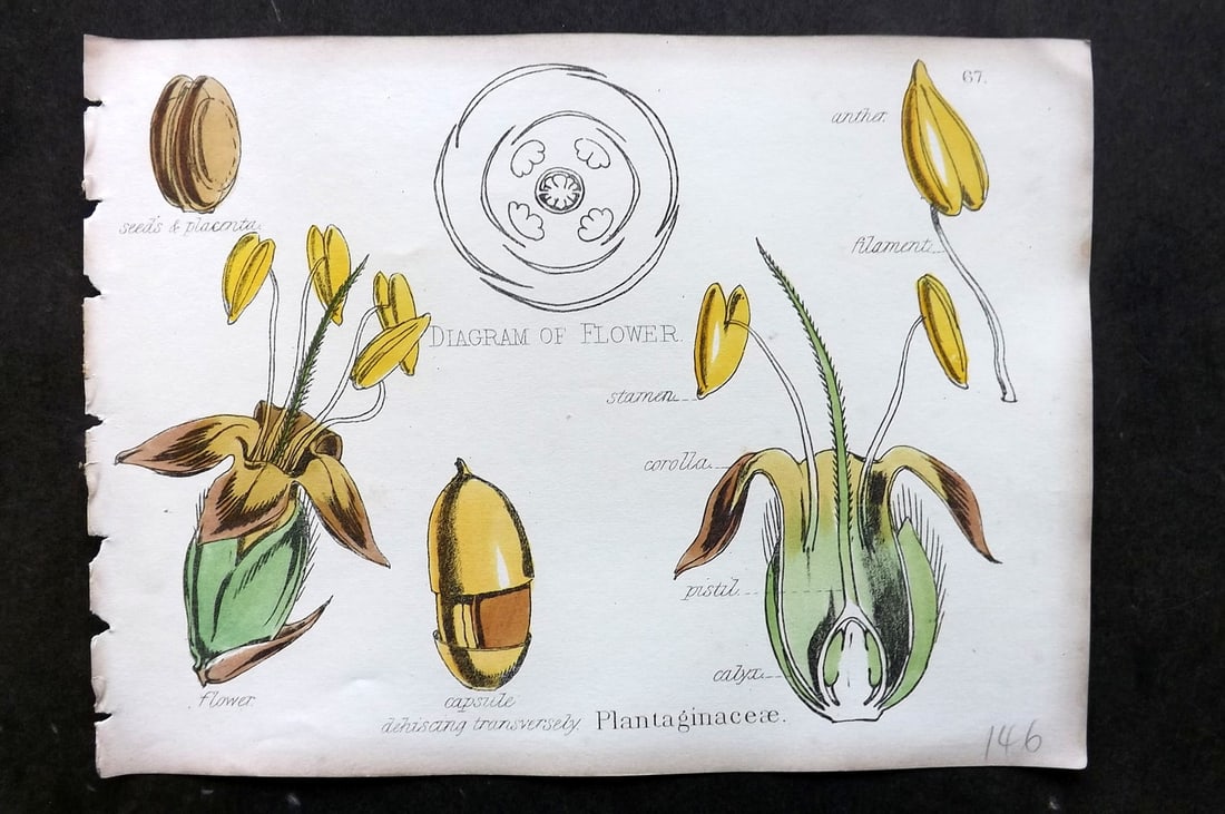 Oliver & Fitch 1874 Hand Col Botanical Print Plantaginaceae 67: Hand Colored Lithograph Published 1874, London for "Illustrations of the Principal Natural Orders of The Vegetable Kingdom" First and best Edition by Professor Oliver. Illustrated by Walter Hood Fitch