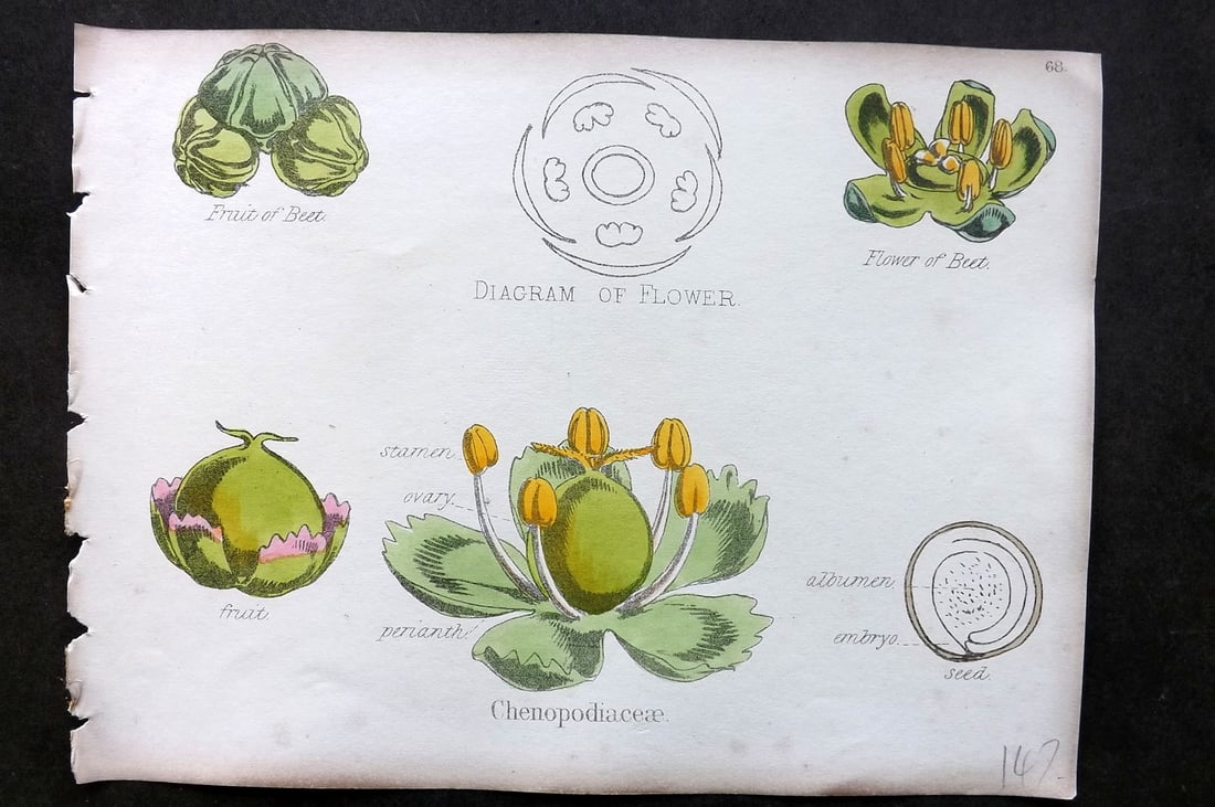 Oliver & Fitch 1874 Hand Col Botanical Print Chenopodiaceae 68: Hand Colored Lithograph Published 1874, London for "Illustrations of the Principal Natural Orders of The Vegetable Kingdom" First and best Edition by Professor Oliver. Illustrated by Walter Hood Fitch