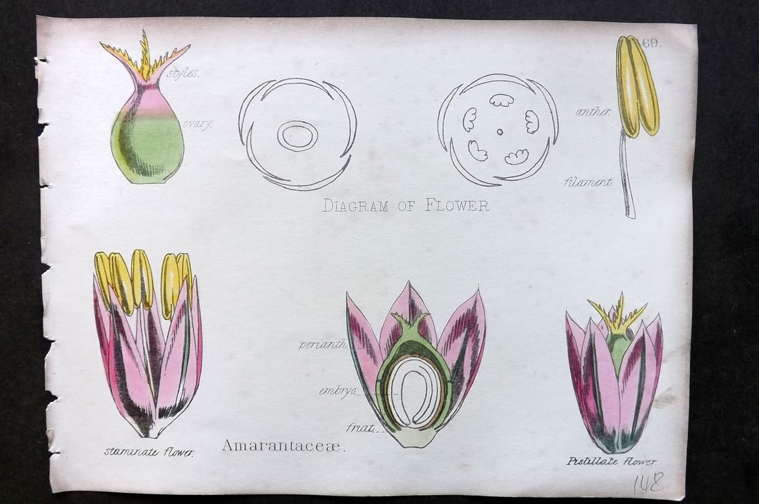 Oliver & Fitch 1874 Hand Col Botanical Print Amarantaceae 69: Hand Colored Lithograph Published 1874, London for "Illustrations of the Principal Natural Orders of The Vegetable Kingdom" First and best Edition by Professor Oliver. Illustrated by Walter Hood Fitch