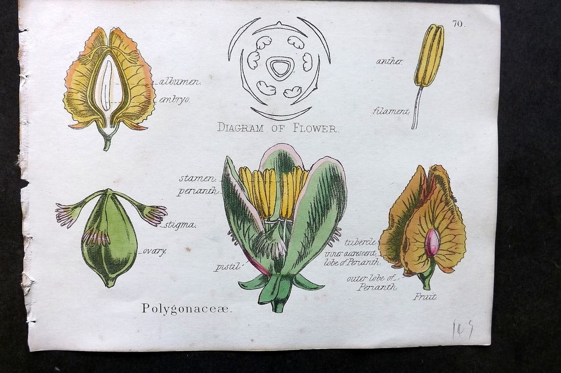 Oliver & Fitch 1874 Hand Col Botanical Print Polygonaceae 70: Hand Colored Lithograph Published 1874, London for "Illustrations of the Principal Natural Orders of The Vegetable Kingdom" First and best Edition by Professor Oliver. Illustrated by Walter Hood Fitch