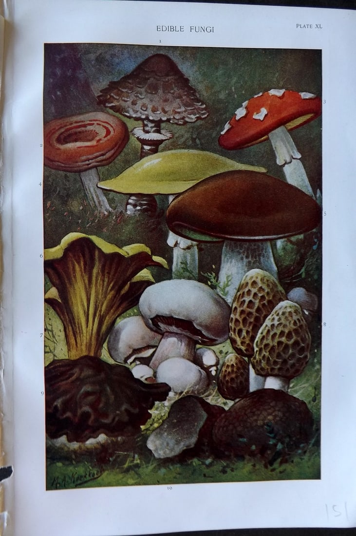 Robertson, J. McGregor 1893 Botanical Print. Edible Fungi. Mushrooms: Lithograph Published 1907, London for "The Household Physician" by J. McGregor Robertson. Paper Size: 9.5 x 6 inch (24 x 16cm) Good Condition