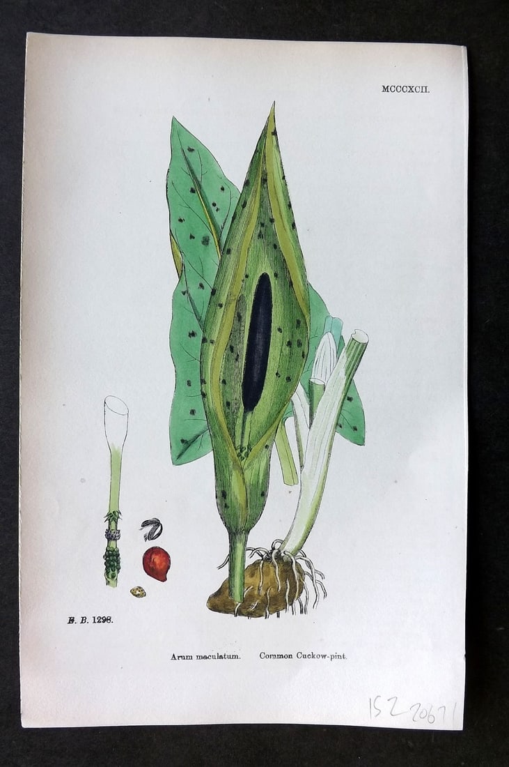 Sowerby, James 1869 Hand Col Botanical Print. Common Cuckoo Pint 1392: Hand Colored Lithograph Published 1863-86, London for "English Botany" by John & James Sowerby. Paper Size: 10 x 7 inch (25 x 18cm) Good Condition