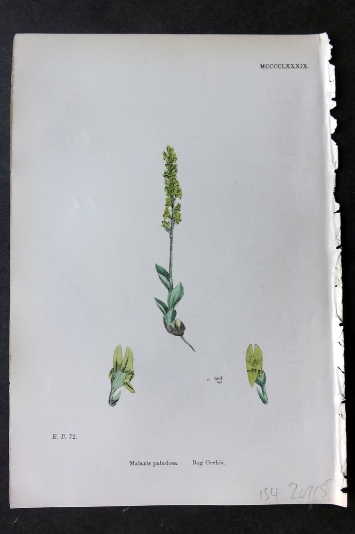 Sowerby, James 1869 Hand Col Botanical Print. Bog Orchis 1489 Orchid: Hand Colored Lithograph Published 1863-86, London for "English Botany" by John & James Sowerby. Paper Size: 10 x 7 inch (25 x 18cm) Good Condition
