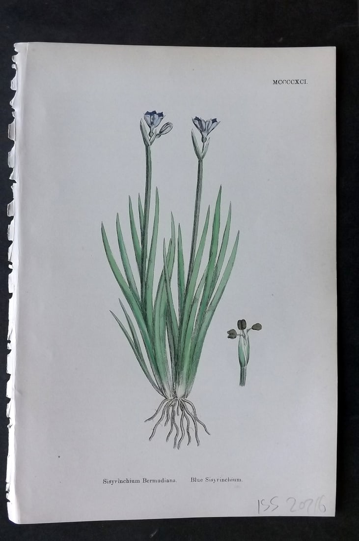 Sowerby, James 1869 Hand Col Botanical Print. Blue Sisyrinchium 1491: Hand Colored Lithograph Published 1863-86, London for "English Botany" by John & James Sowerby. Paper Size: 10 x 7 inch (25 x 18cm) Good Condition