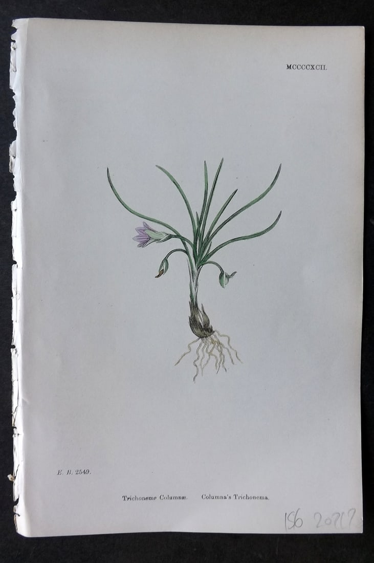 Sowerby, James 1869 Hand Col Botanical Print. Columna's Trichonema 1492: Hand Colored Lithograph Published 1863-86, London for "English Botany" by John & James Sowerby. Paper Size: 10 x 7 inch (25 x 18cm) Good Condition