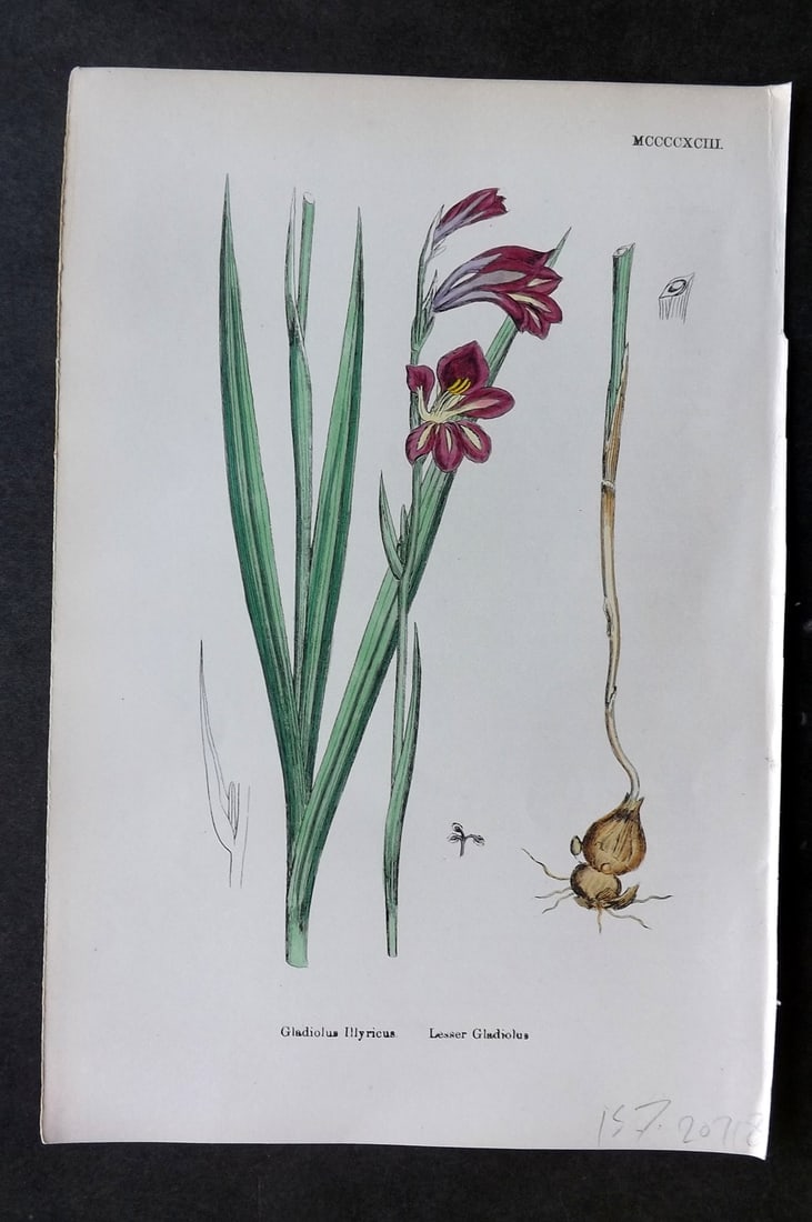 Sowerby, James 1869 Hand Col Botanical Print. Lesser Gladiolus 1493: Hand Colored Lithograph Published 1863-86, London for "English Botany" by John & James Sowerby. Paper Size: 10 x 7 inch (25 x 18cm) Good Condition