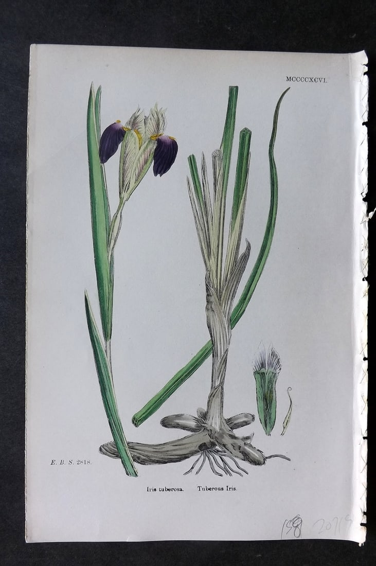 Sowerby, James 1869 Hand Col Botanical Print. Tuberous Iris 1496: Hand Colored Lithograph Published 1863-86, London for "English Botany" by John & James Sowerby. Paper Size: 10 x 7 inch (25 x 18cm) Good Condition